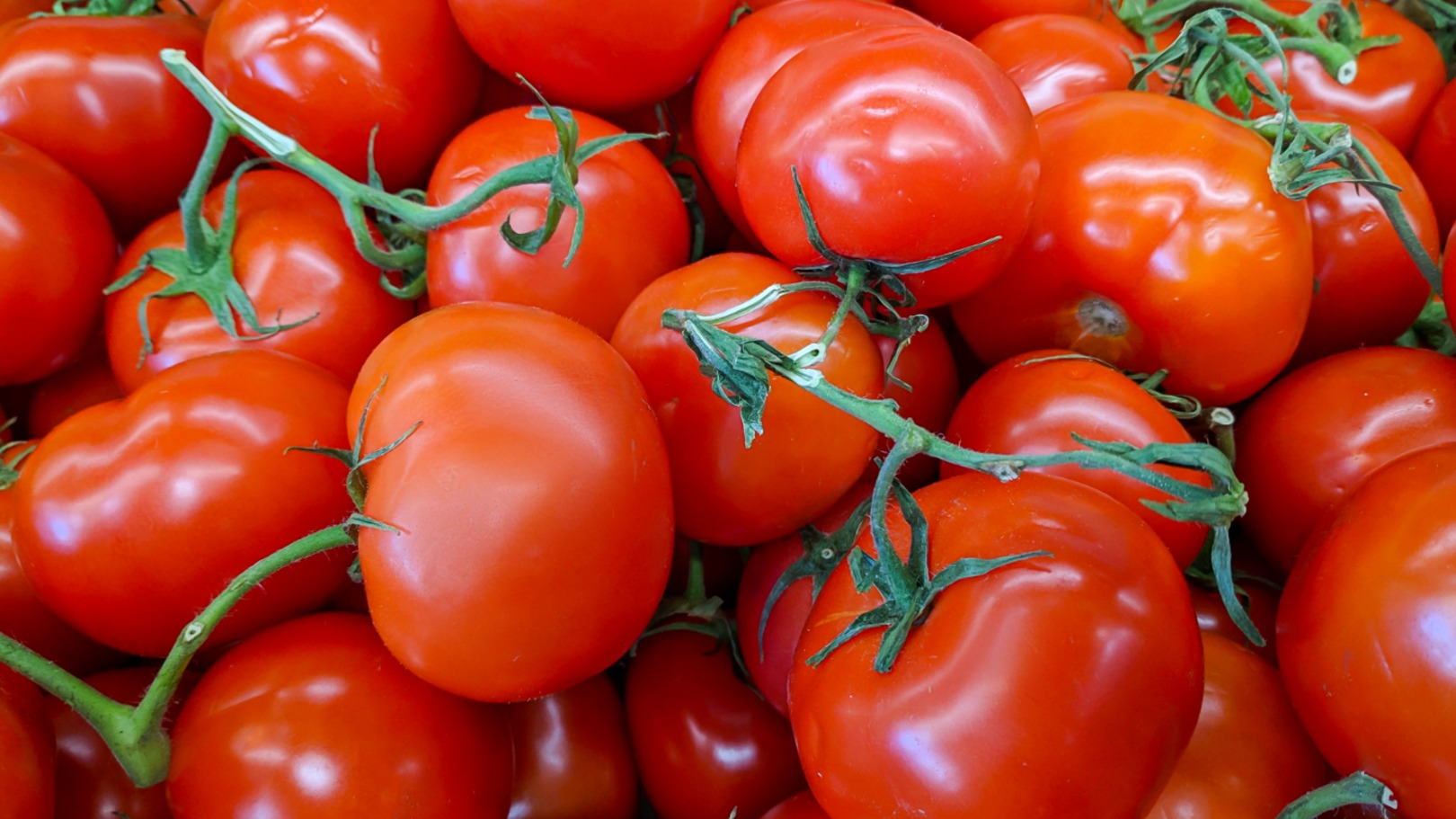 Silvânia desbanca gigantes e vira a capital brasileira do tomate