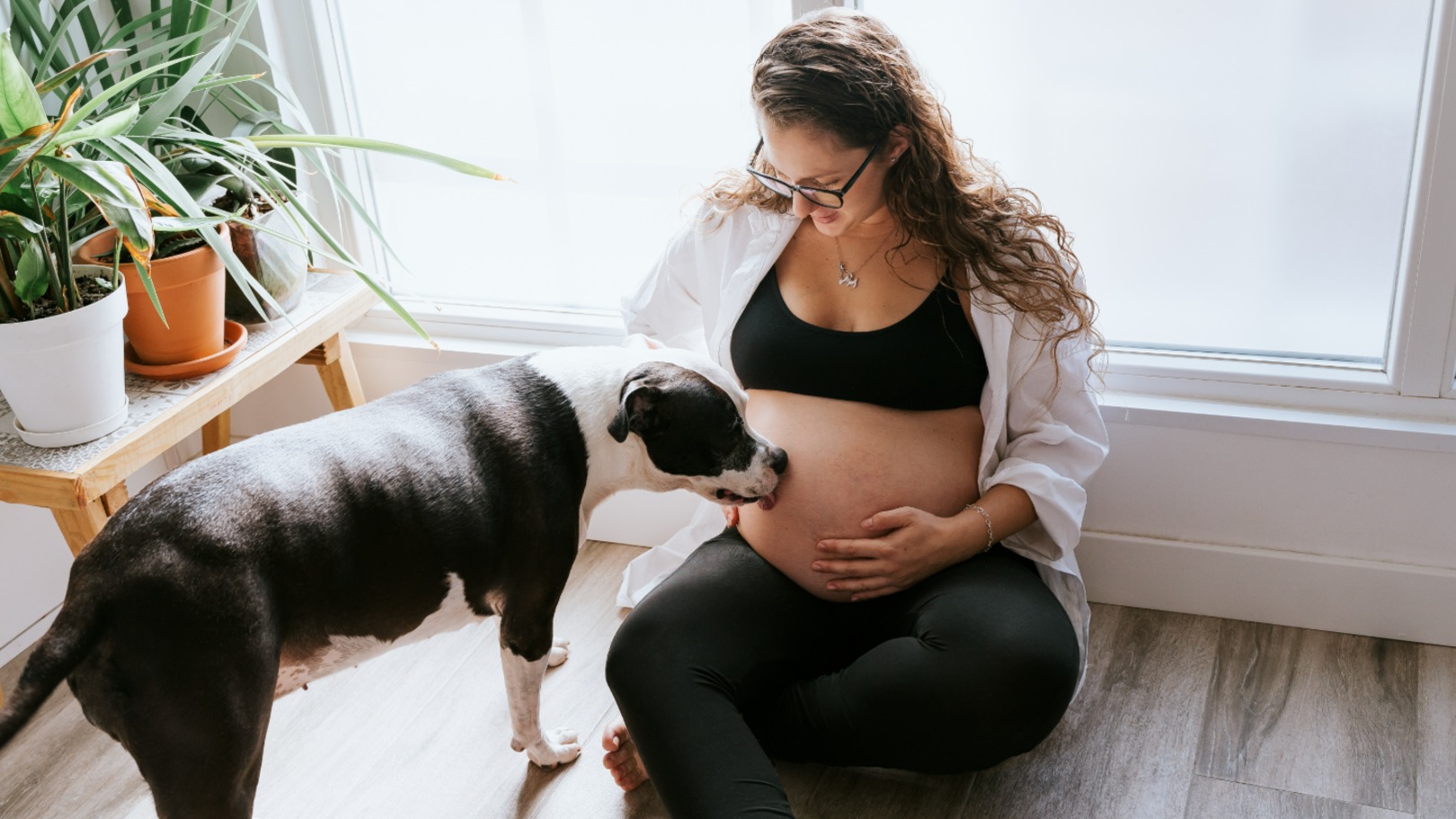 Cães percebem a gravidez antes da própria mulher? Pesquisa responde