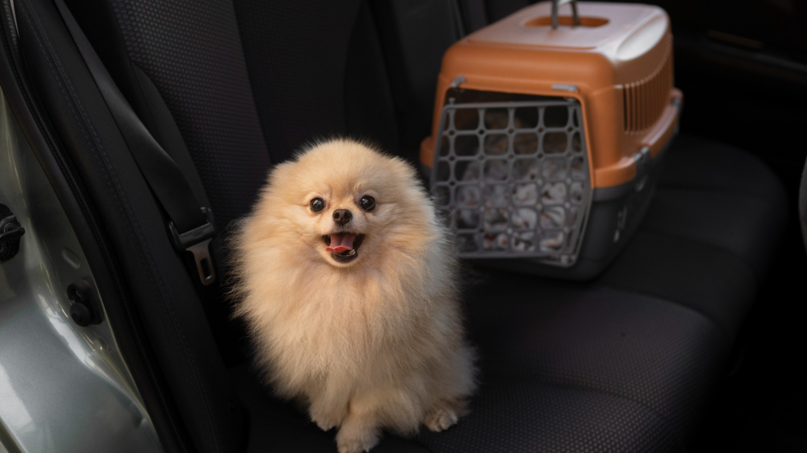 Vai levar o pet no carro? Erro comum pode render multa de R$ 195