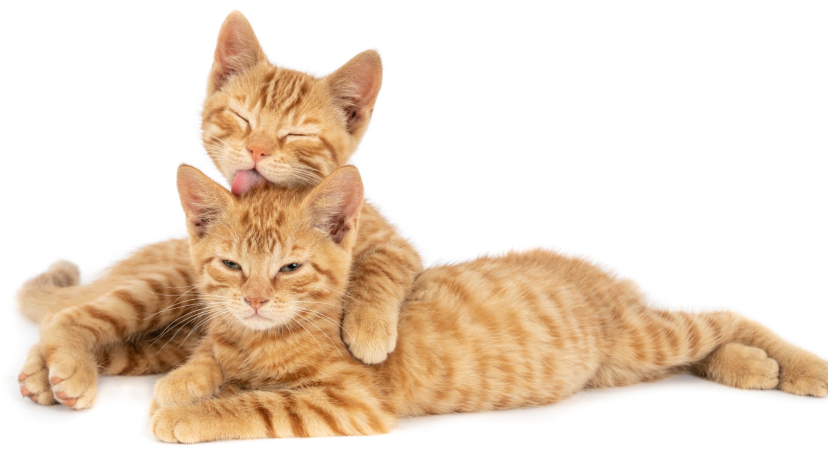 Escovar o gato é mais importante do que parece; entenda o motivo