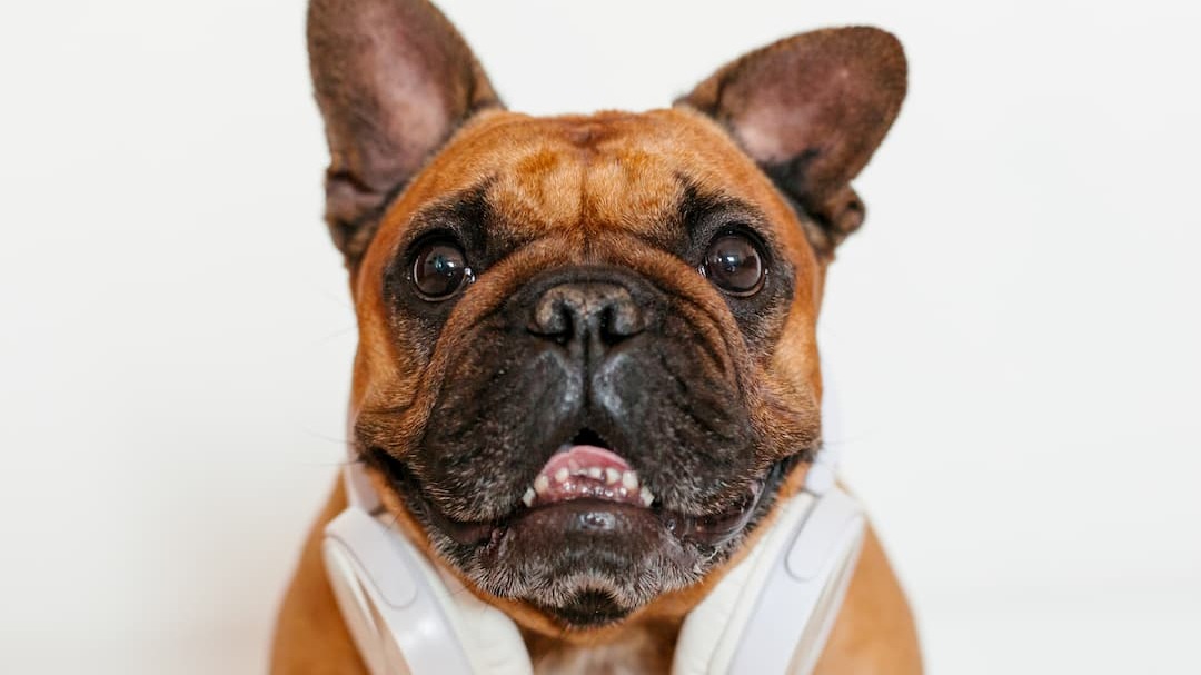 Seu cachorro pede leite? Veja por que é melhor evitar esse hábito
