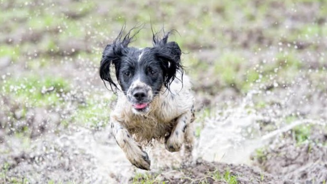 Chuva aumenta risco de dermatites em cães e gatos; veja cuidados