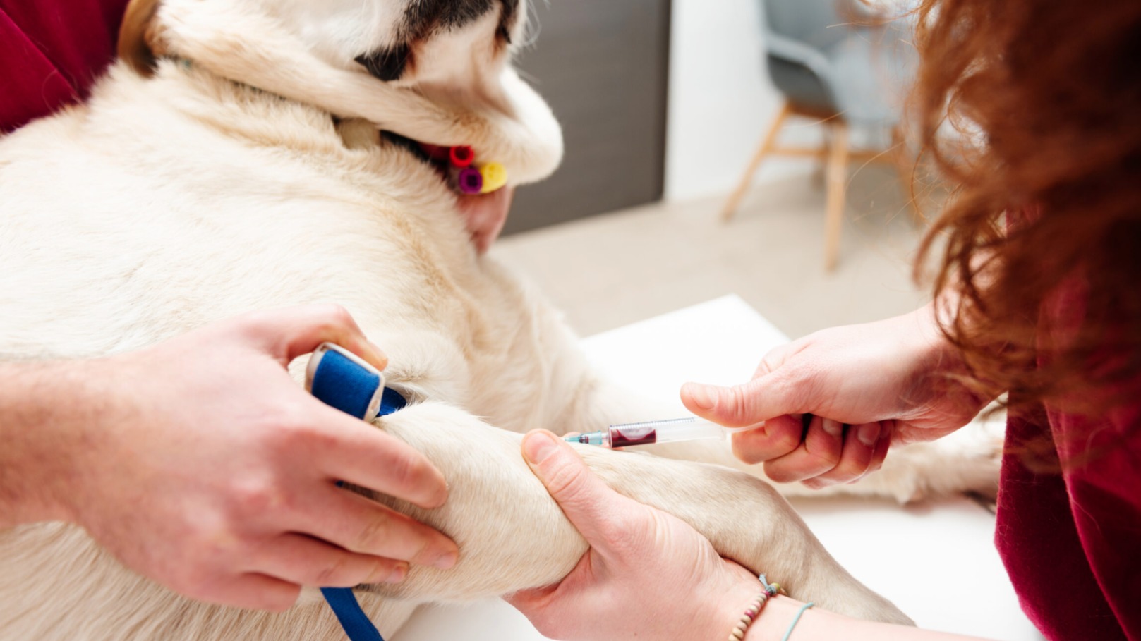 Seu cachorro ou gato pode doar sangue? Veja quem pode participar